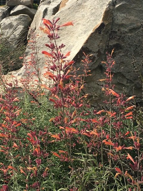 Agastache rupestris 'Apache Sunset' in sunny Rock Garden designed by Phyllis Gricus