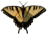 Eastern Tiger Swallowtail (Papilio glaucus) with background removed.