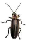 Pennsylvania firefly (Photuris pennsylvanica) with background removed.