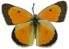 Orange sulphur butterfly (Colias eurytheme) with background removed.