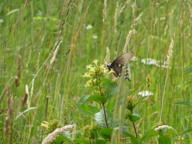 Black swallowtail (Papilio polyxenes) in a field.