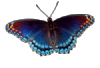 Red-spotted purple butterfly (Limenitis arthemis) with background removed.