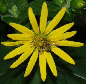 Yellow cup (Silphium perfoliatum) with bee.