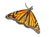 Monarch butterfly (Danaus plexippus) with background removed.