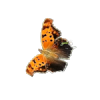 Question mark butterfly (Polygonia integerratonis) with background removed.