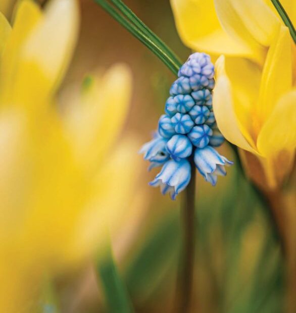 Front for Garden Goal: More Spring Bulbs.