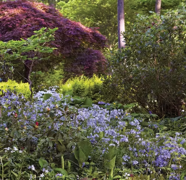 A garden under a canopy of trees.